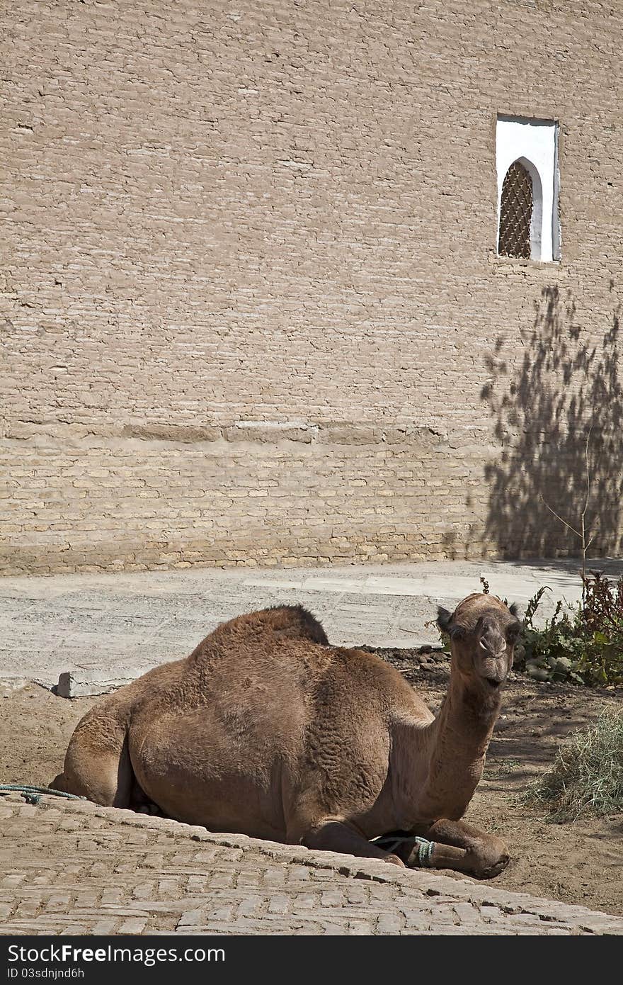 Uzbekistan, the camel at rest