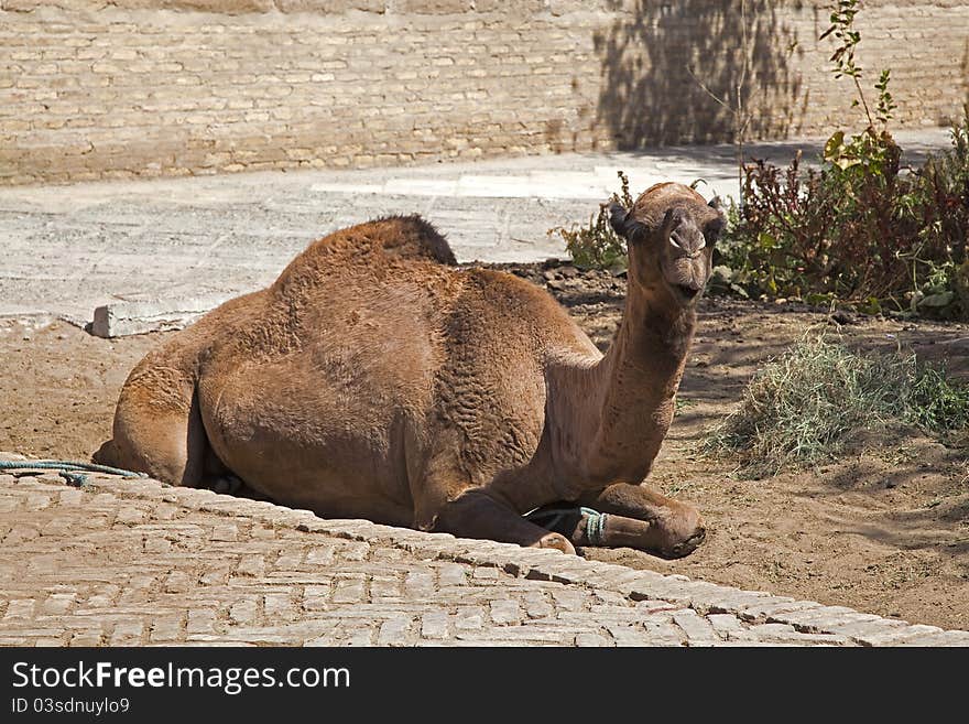 Uzbekistan, the camel at rest. Uzbekistan, the camel at rest