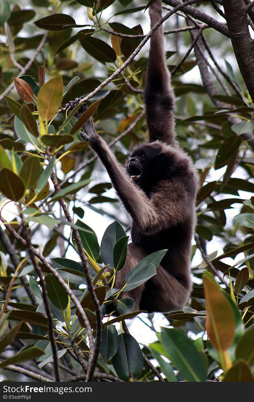 Gibbon