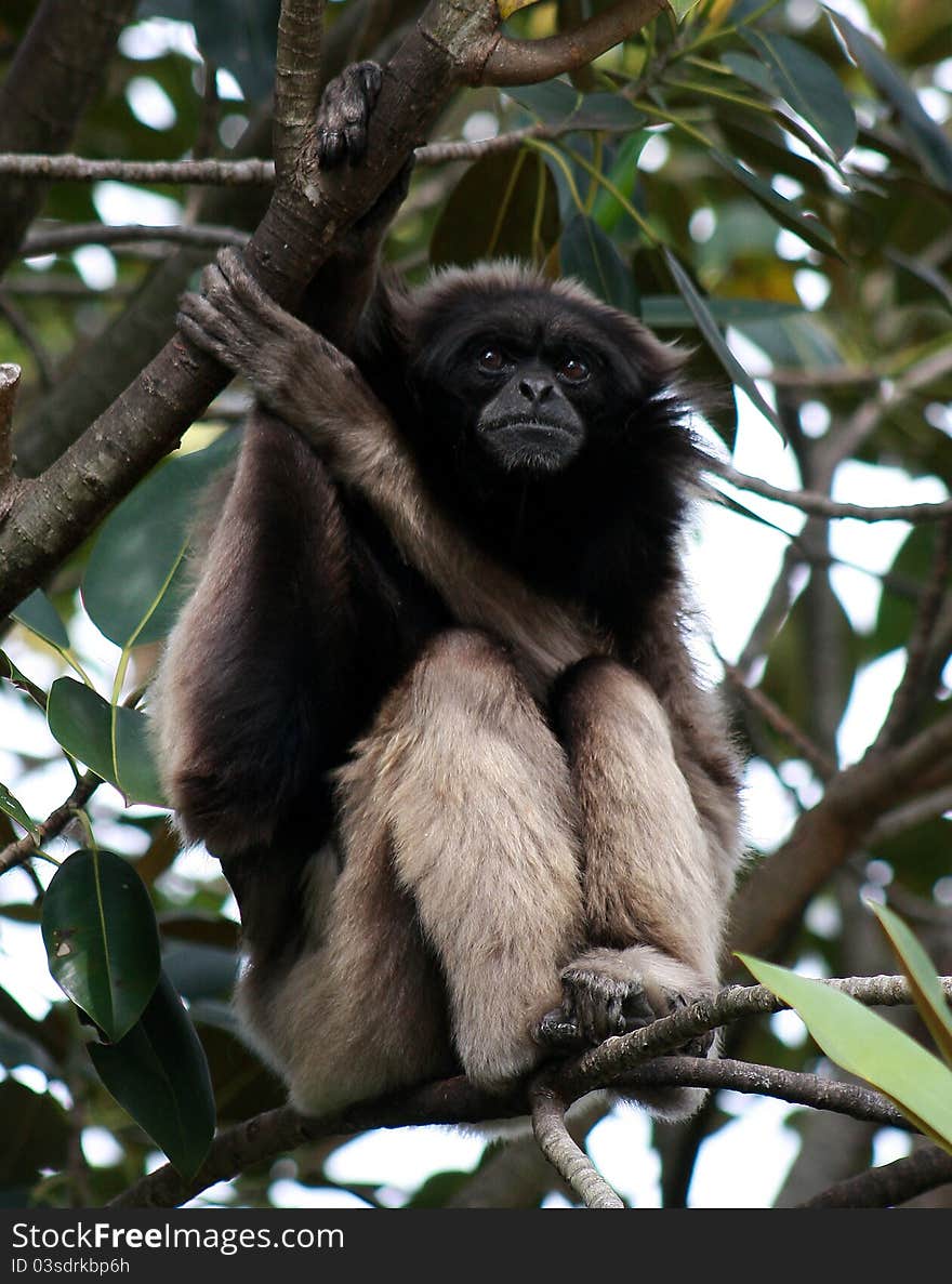 Gibbon