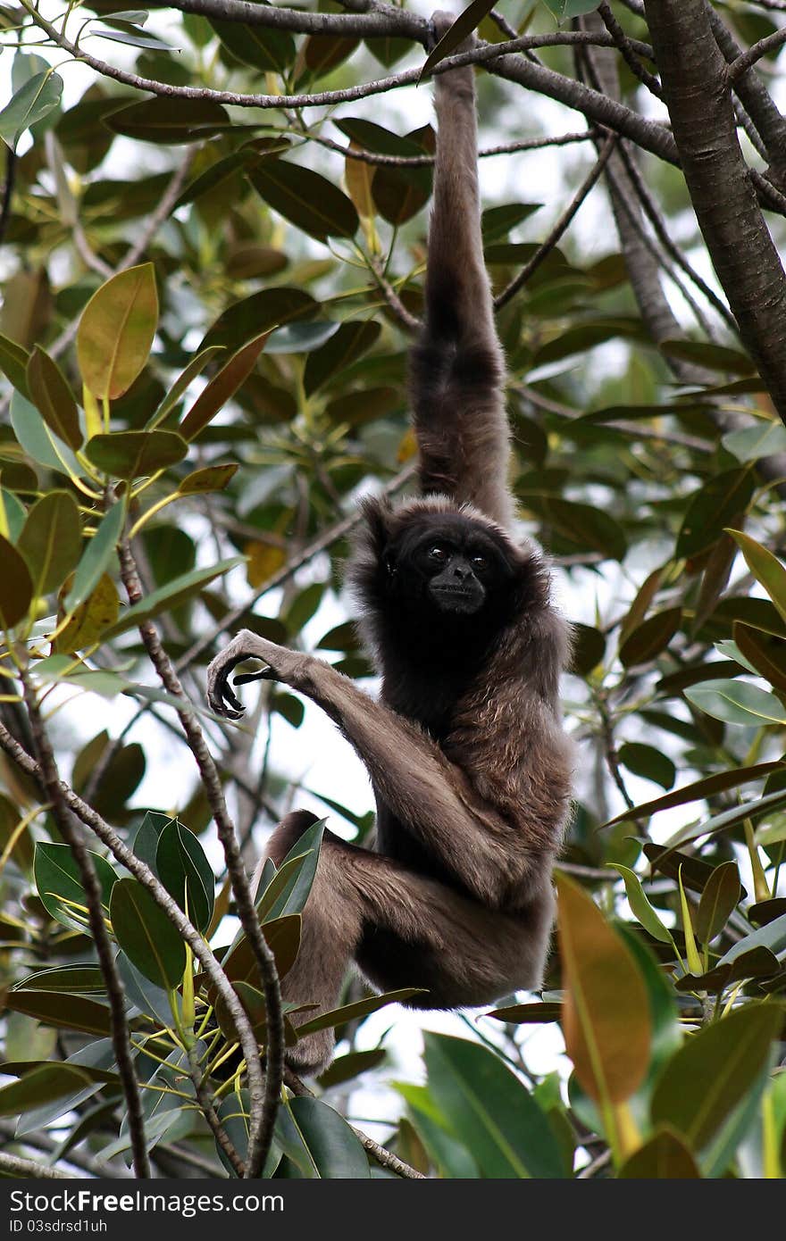 A mature Lar Gibbon from south-east Asia, hanging from a branch and watching his surrounds.