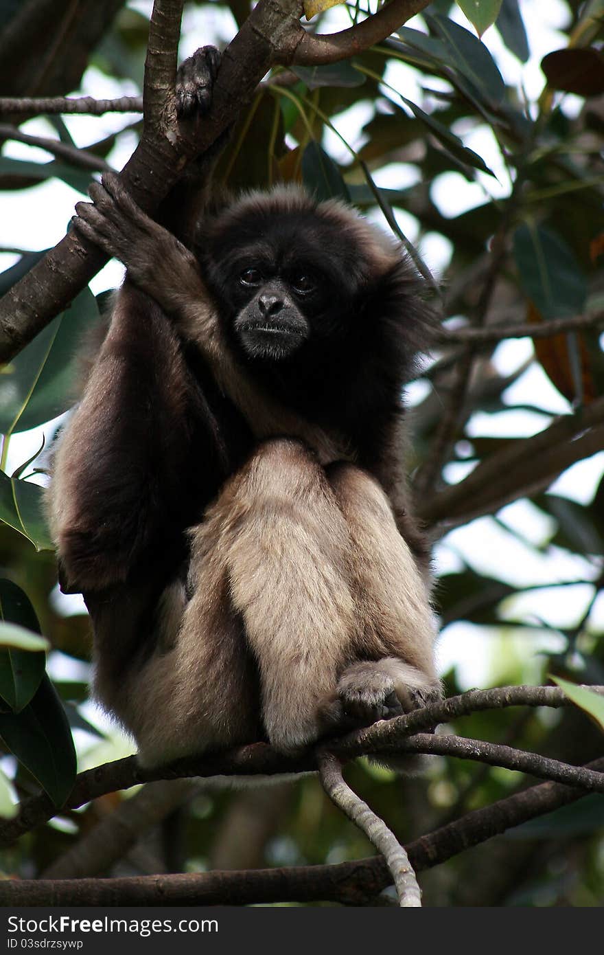 Gibbon