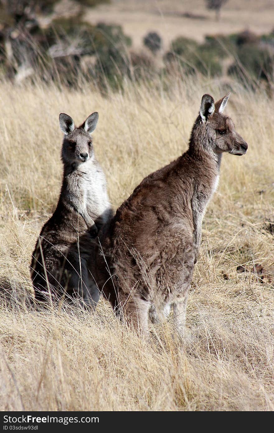 A pair of Australian eastern grey kangaroos in the dry winter grass, on the outskirts of Canberra. A pair of Australian eastern grey kangaroos in the dry winter grass, on the outskirts of Canberra.