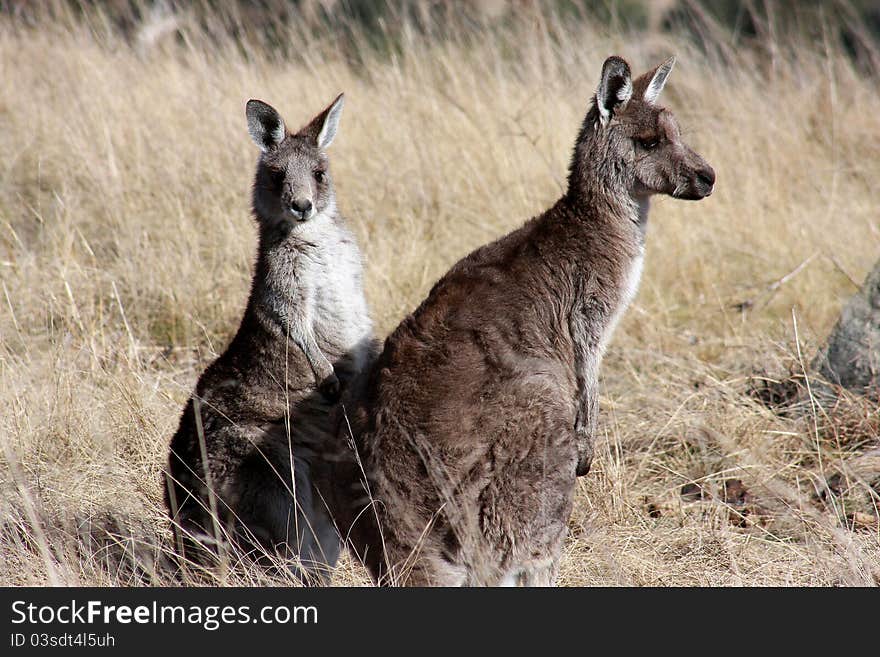 Grey Kangaroo S