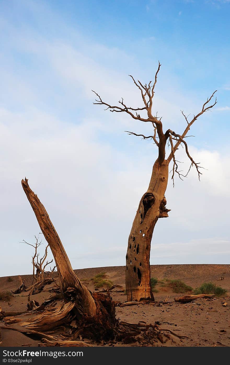 The dead standing diversifolious poplar tree in desert. The dead standing diversifolious poplar tree in desert