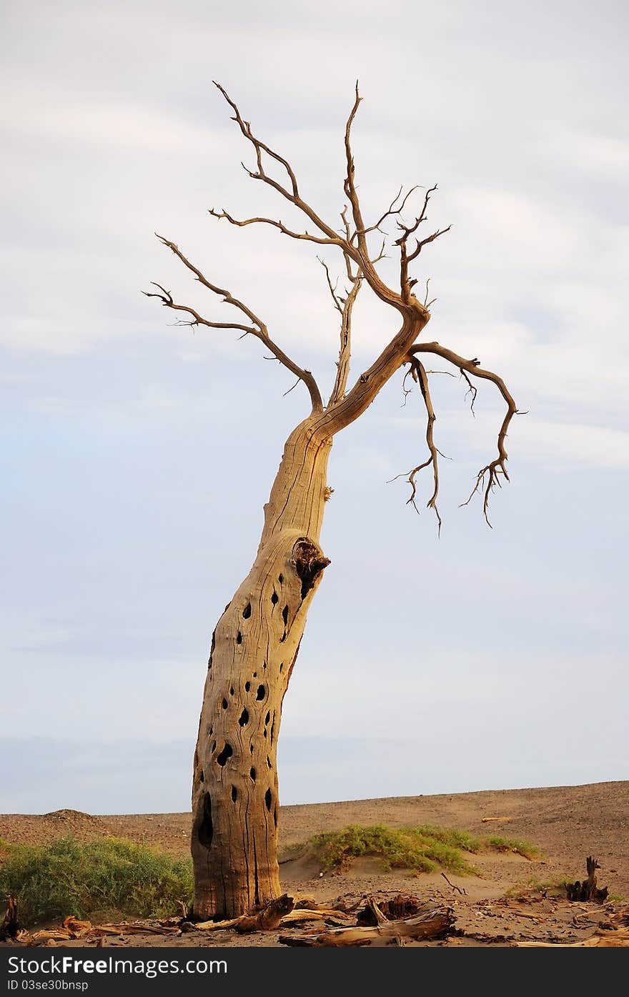 Dead tree in desert