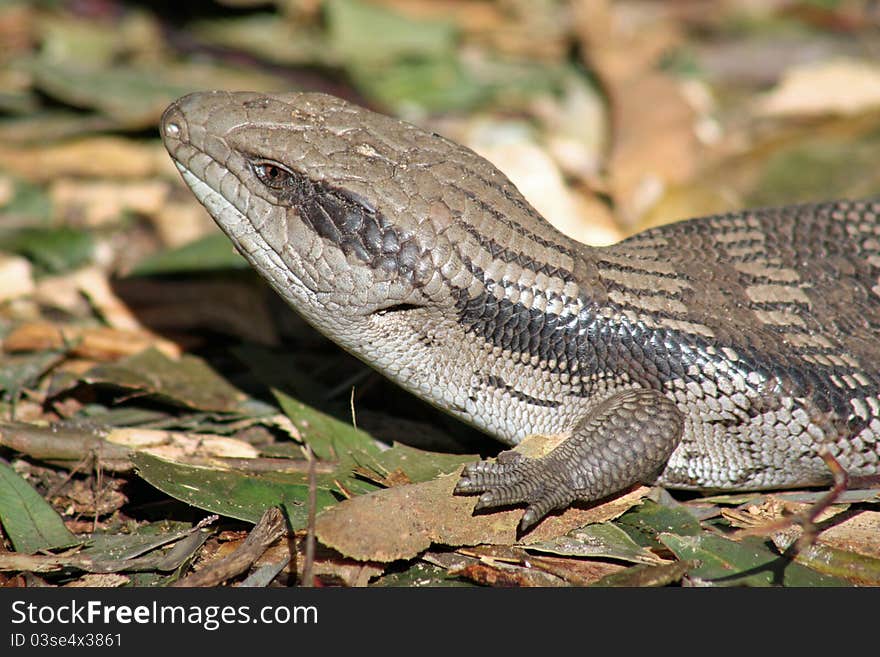 Australian Blue Tongue Lizard