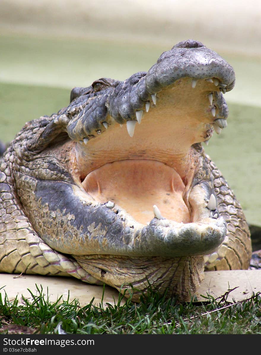 A head image of an ageing crocodile in captivity, with gaping jaw as if laughing. A head image of an ageing crocodile in captivity, with gaping jaw as if laughing.