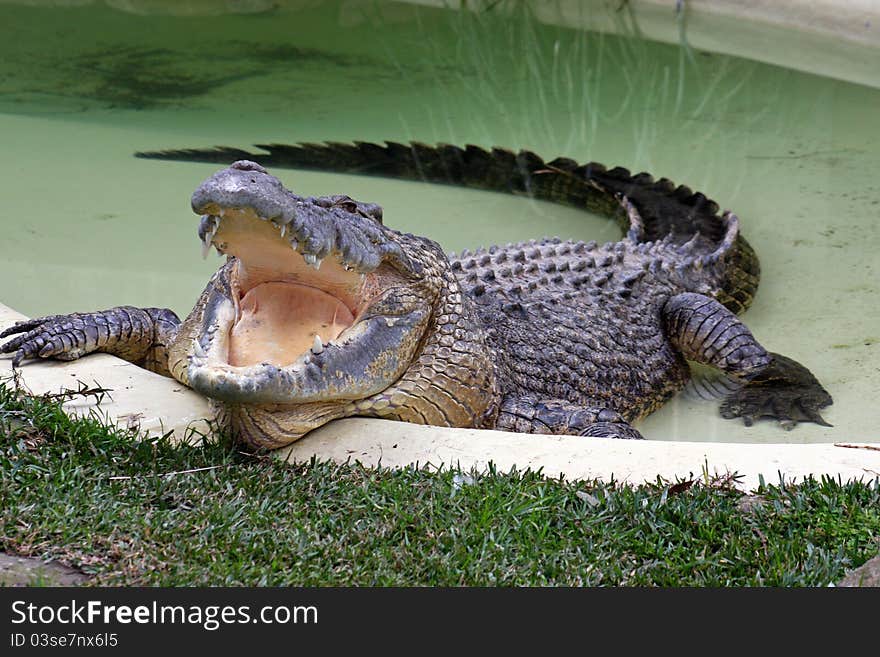 An ageing Australian Salt Water crocodile in captivity, enjoying its pool. An ageing Australian Salt Water crocodile in captivity, enjoying its pool.