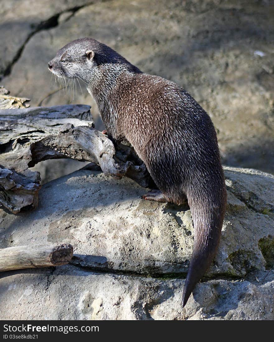 Wet Otter