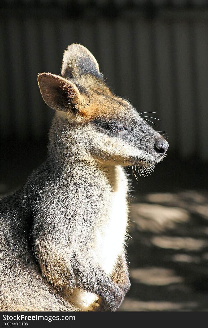 A captive Australian Rock Wallaby warming itself in the afternoon winter sunshine.