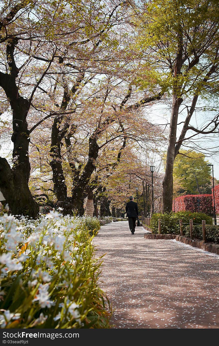 Falling Cherry Blossom in a path of Tokyo,Japan. Falling Cherry Blossom in a path of Tokyo,Japan