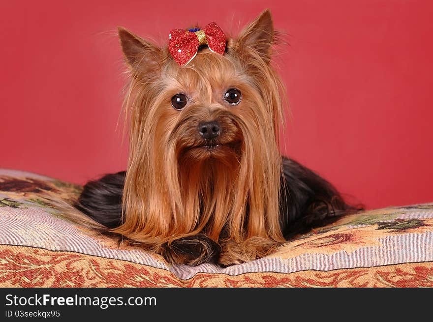 Pretty yorkshire terrier lying on the pillow