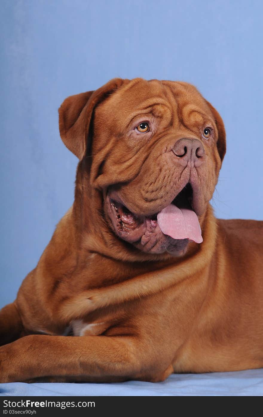 Closeup portrait of bordoss dog looking aside