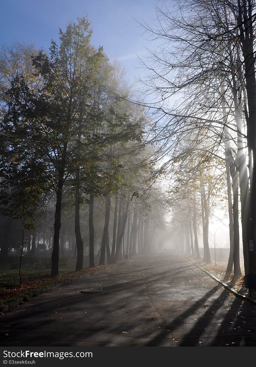 Foggy Road