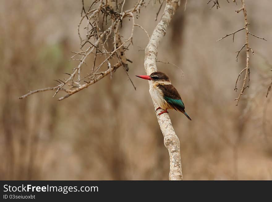 The Brown-Hooded Kingfisher (Halcyon albiventris) occurs from the Congo and Kenya south to southern Africa. Unlike many other kingfishers it does not fish often, so it can often be found far from water (South Africa).