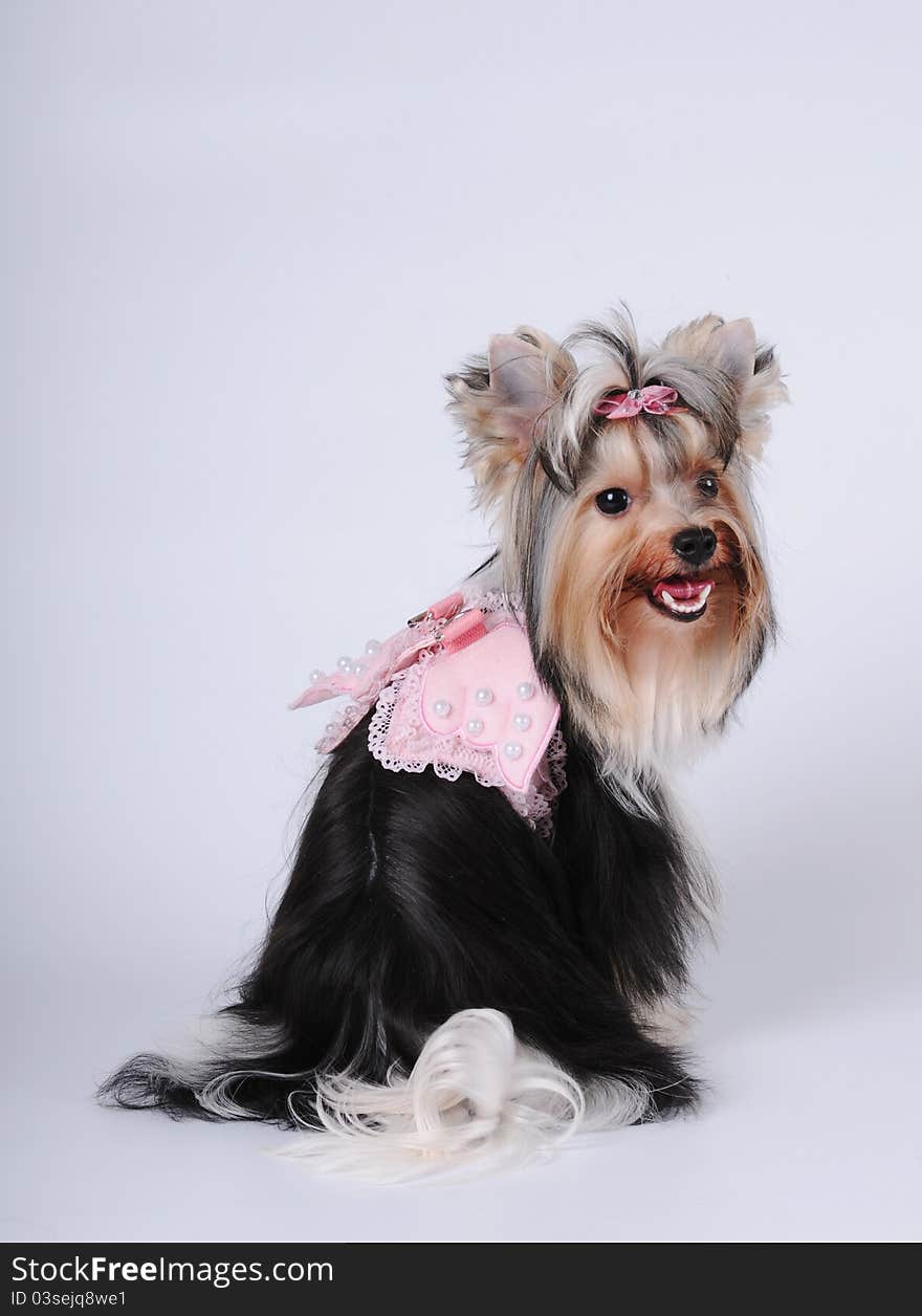 Cute lap dog portrait on white background. Biver york dog clothed in pink wings and shot took from the back. Cute lap dog portrait on white background. Biver york dog clothed in pink wings and shot took from the back.