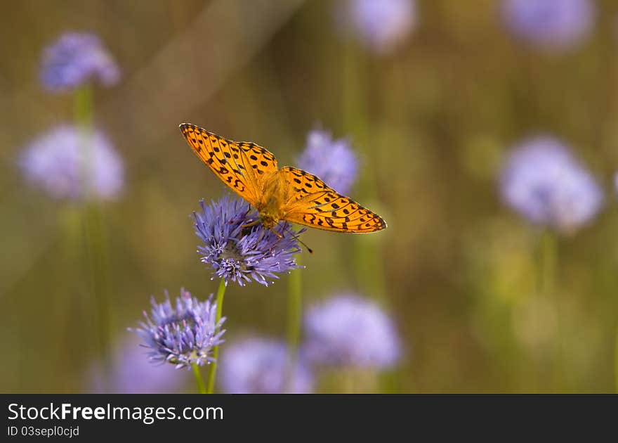 Orange butterfly stand on a purple  flower.