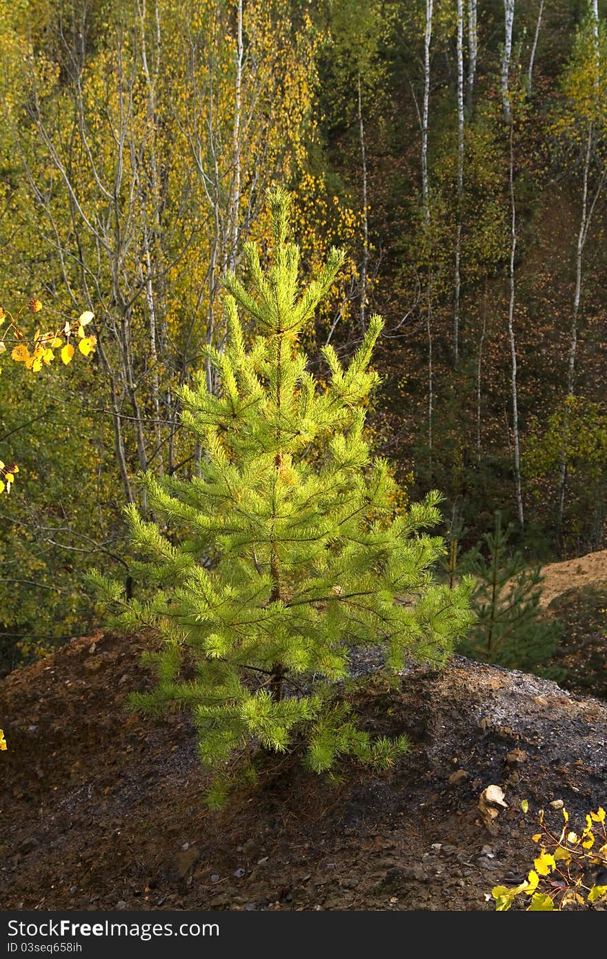 Young pine tree on a hill among the birches