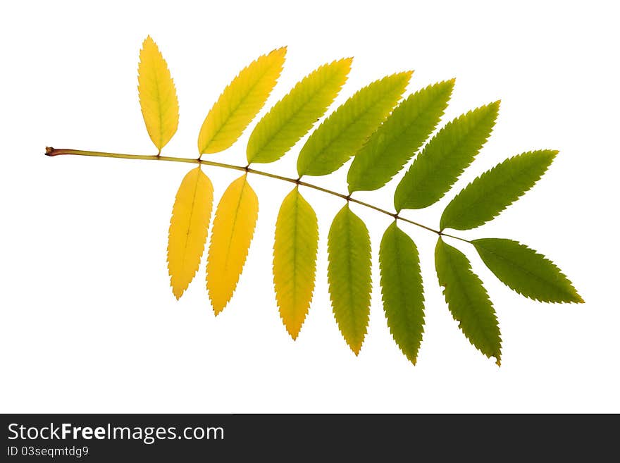 Autumn leaf isolated on white background