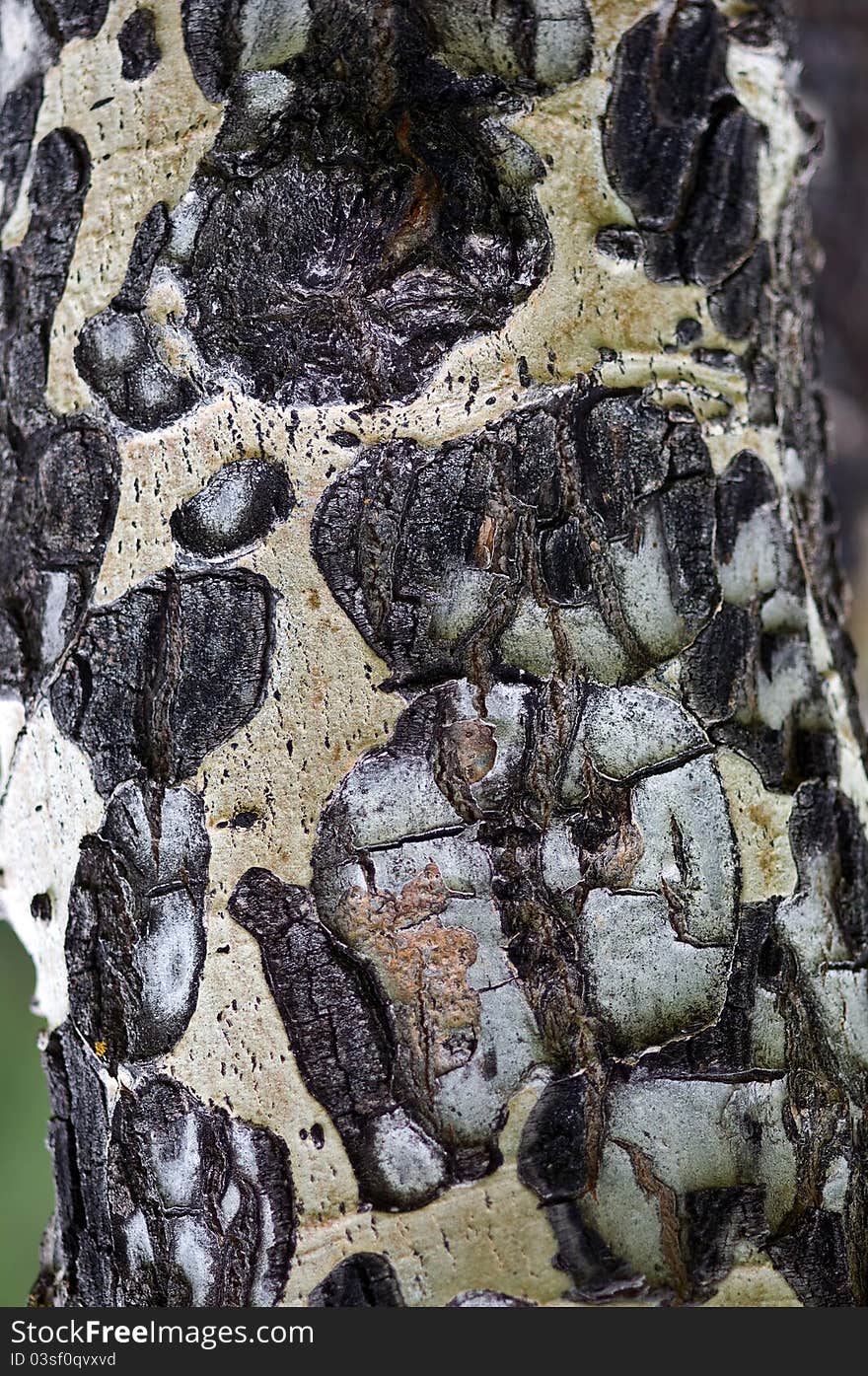 Aging bark of a birch tree. Aging bark of a birch tree