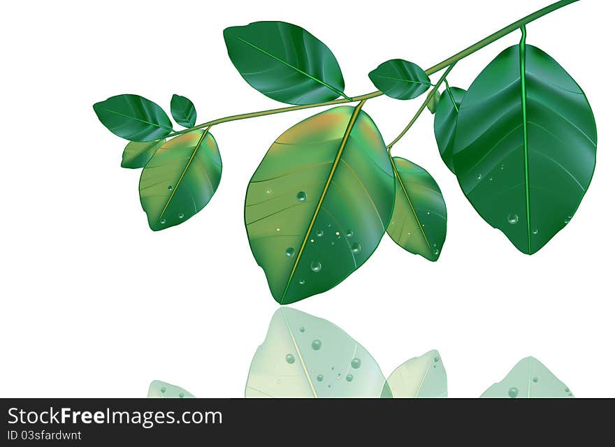 Green Leaves Reflection On White Background