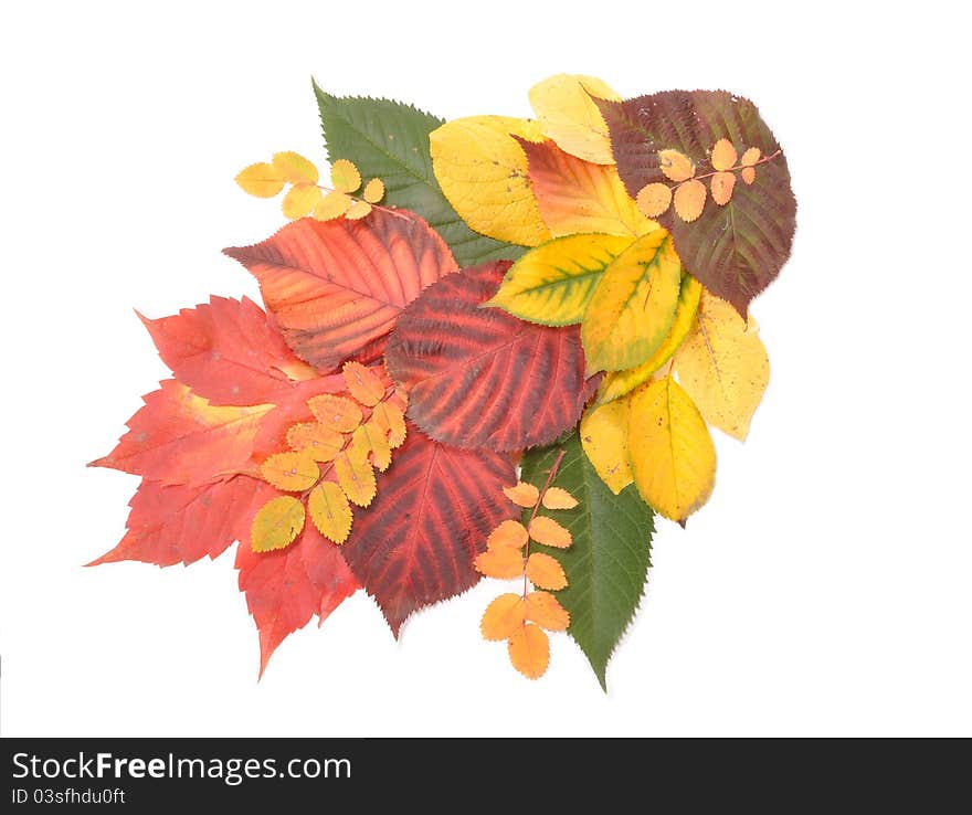 Autumn leaves are laid on a table. Autumn leaves are laid on a table