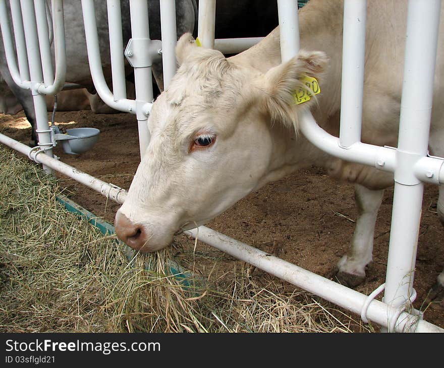 Cow in a stall chewing hay.