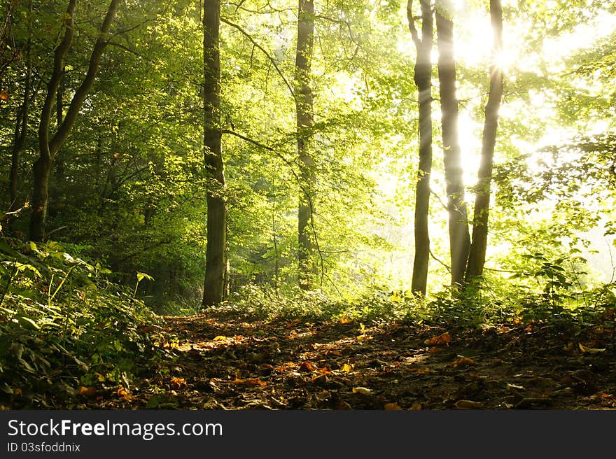 Rural road in a misty autumn forest