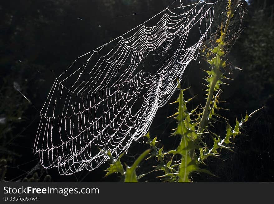 Dewy spiderweb on thistle, complete