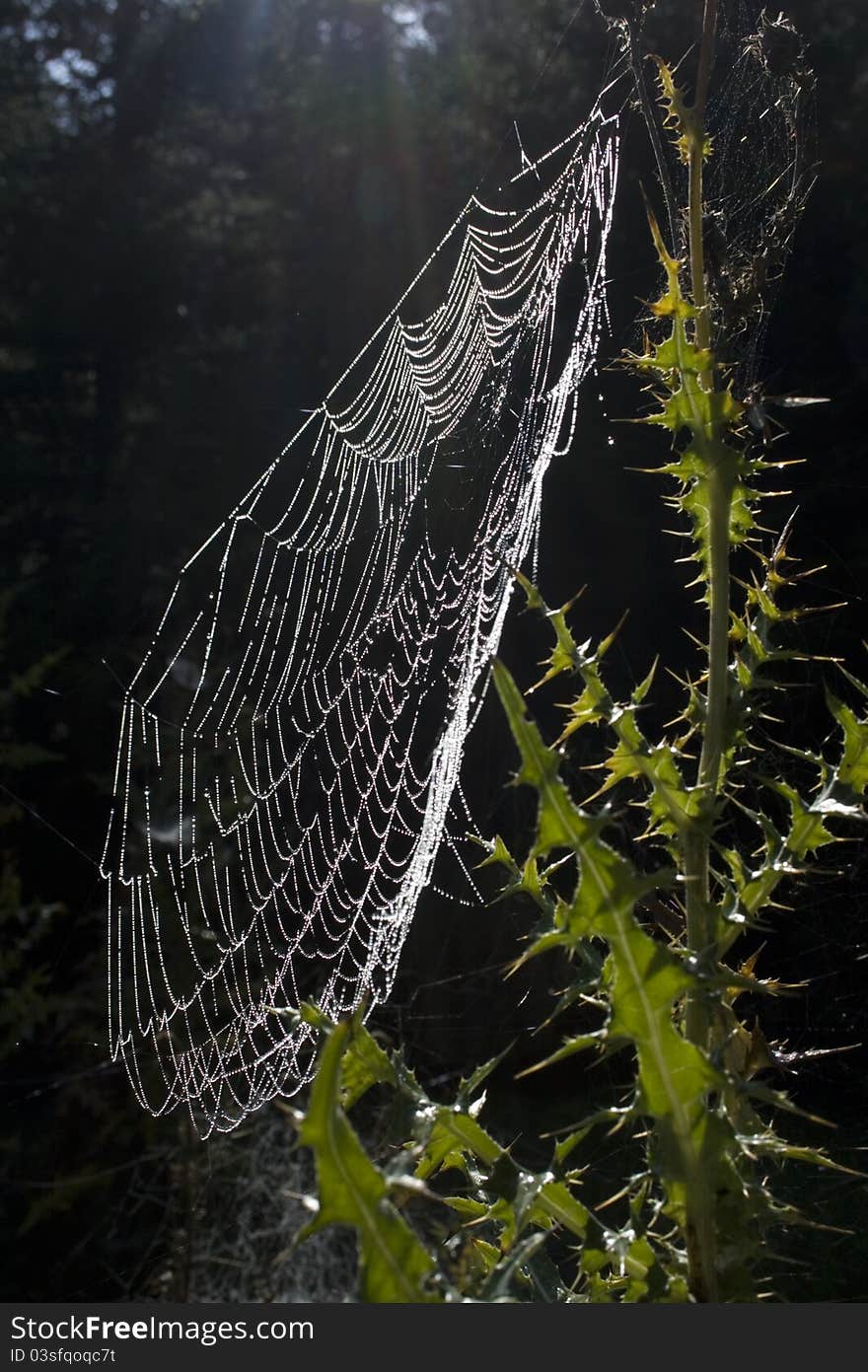 Dewy spiderweb on thistle, vertical