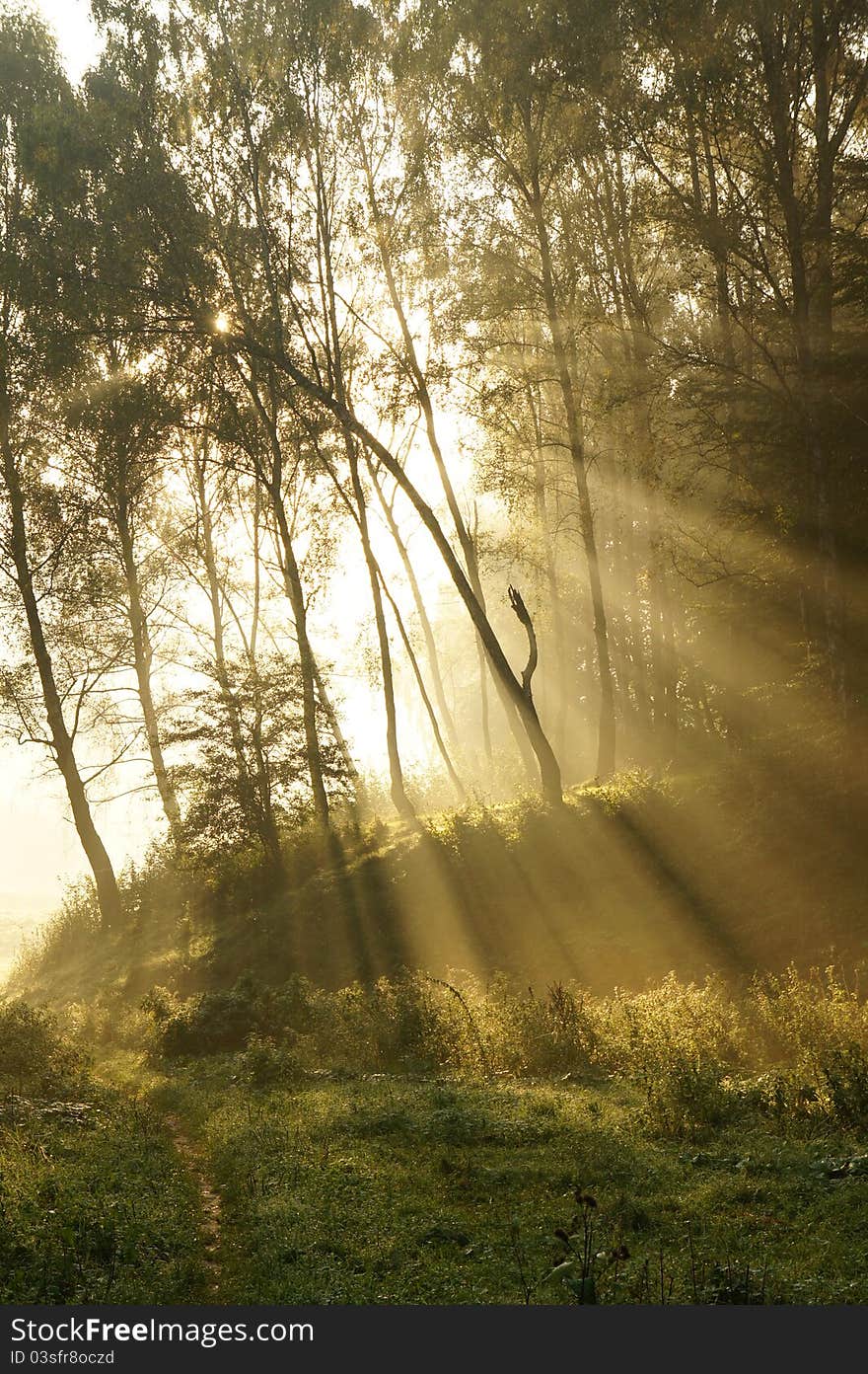 Mystic Foggy Landscape In The Morning