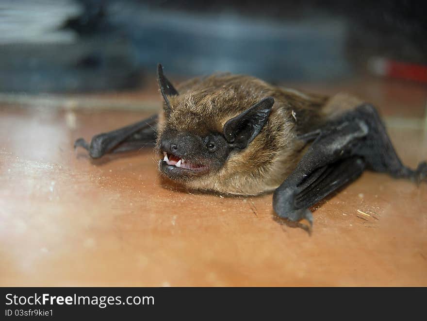 Bat sitting on the table