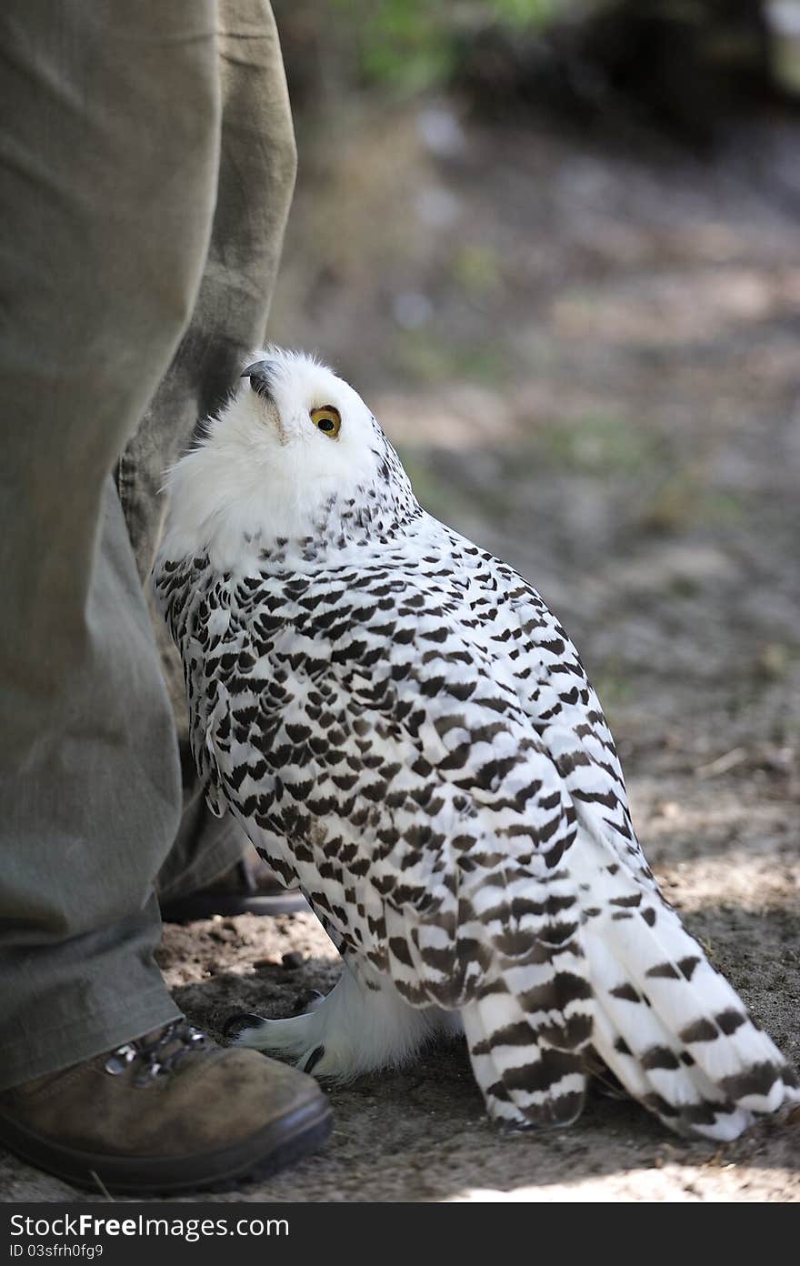 Snowy owl (Nyctea scandiaca)