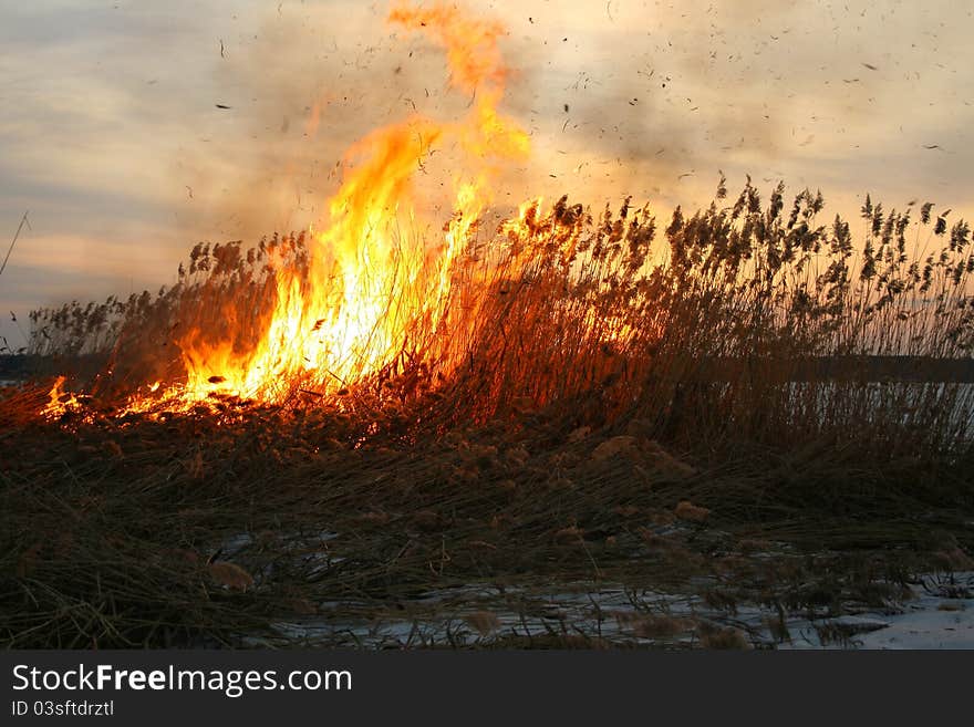 Sedges dry fire with sparks and flashes of potent