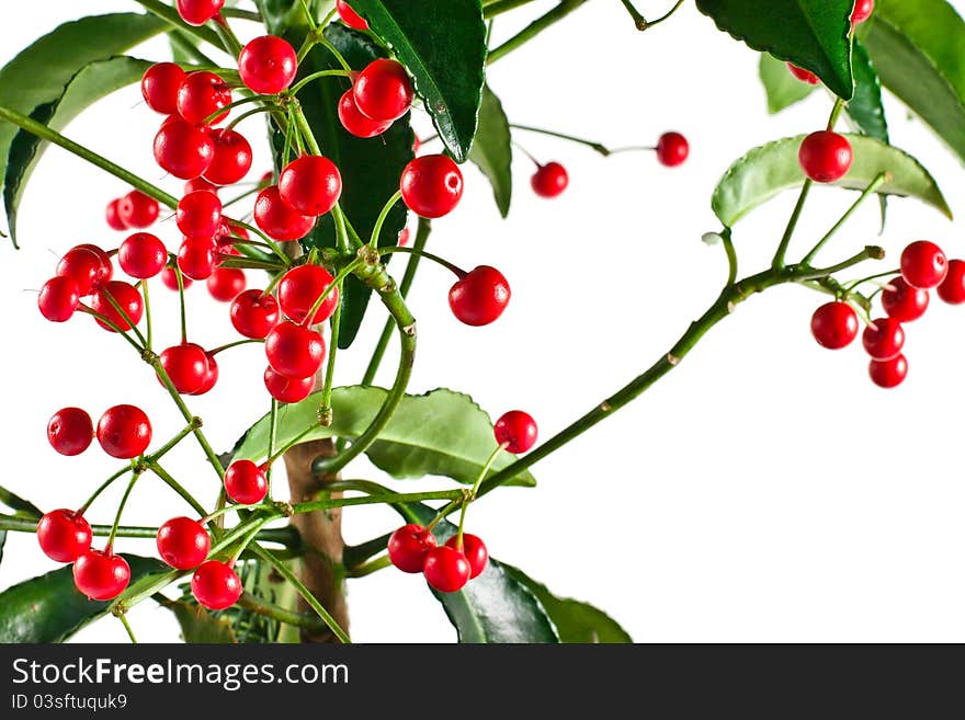 Plant With Red Berries