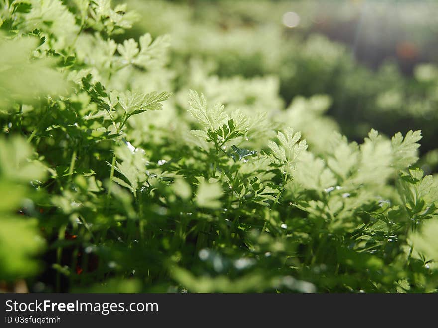 Young shoots of plants that are reaching for the sun. Young shoots of plants that are reaching for the sun