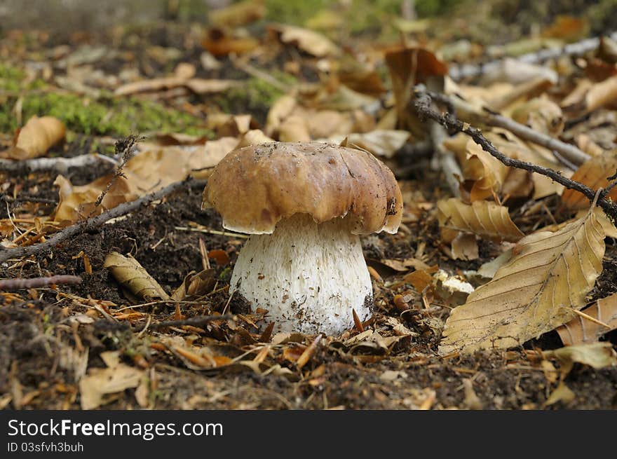 A Boletus Edulis in the middle of the dry leaves. A Boletus Edulis in the middle of the dry leaves