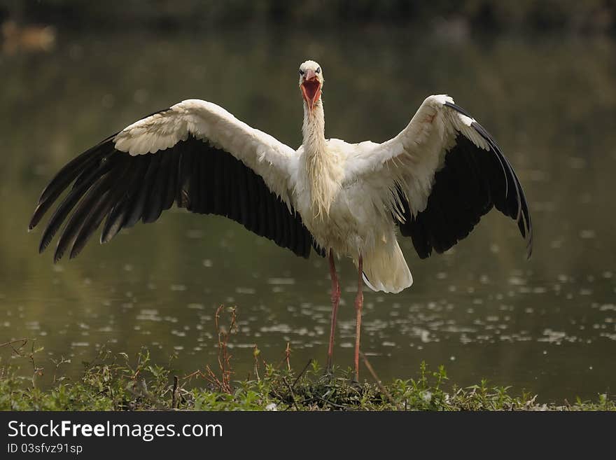 Frontal view of a white stork. Frontal view of a white stork