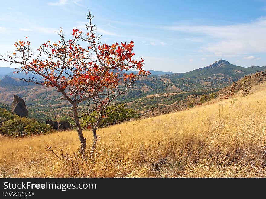 Image of lone red autumn tree on Karadag mountain