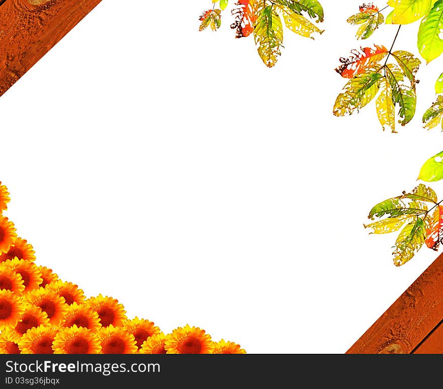 Sun flowers &leaves with hole on white background. Sun flowers &leaves with hole on white background