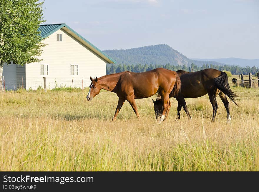 A nice pastoral scene with two brown horses in a farmer's field. A nice pastoral scene with two brown horses in a farmer's field.