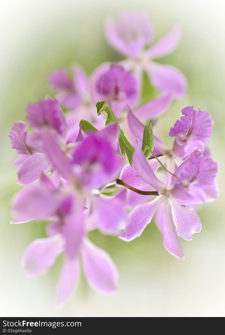 Green mantis on purple Orchid