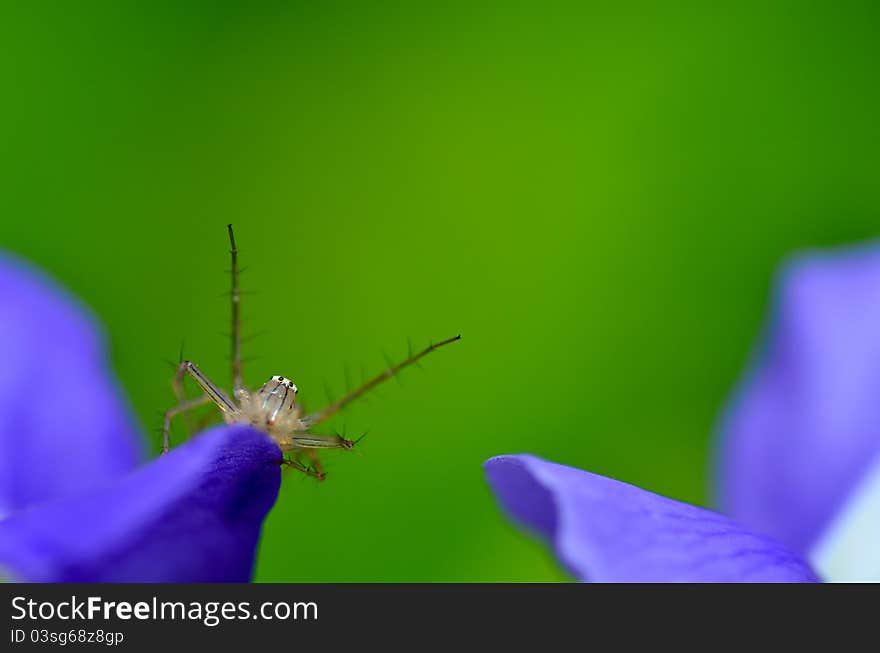 Green background with spider