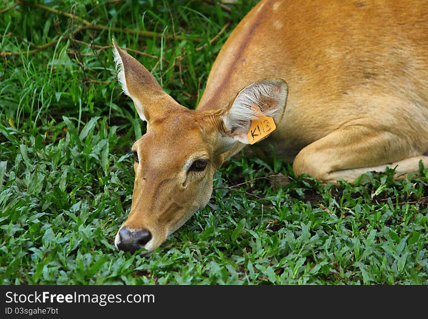 A sleeping female deer in Thailand