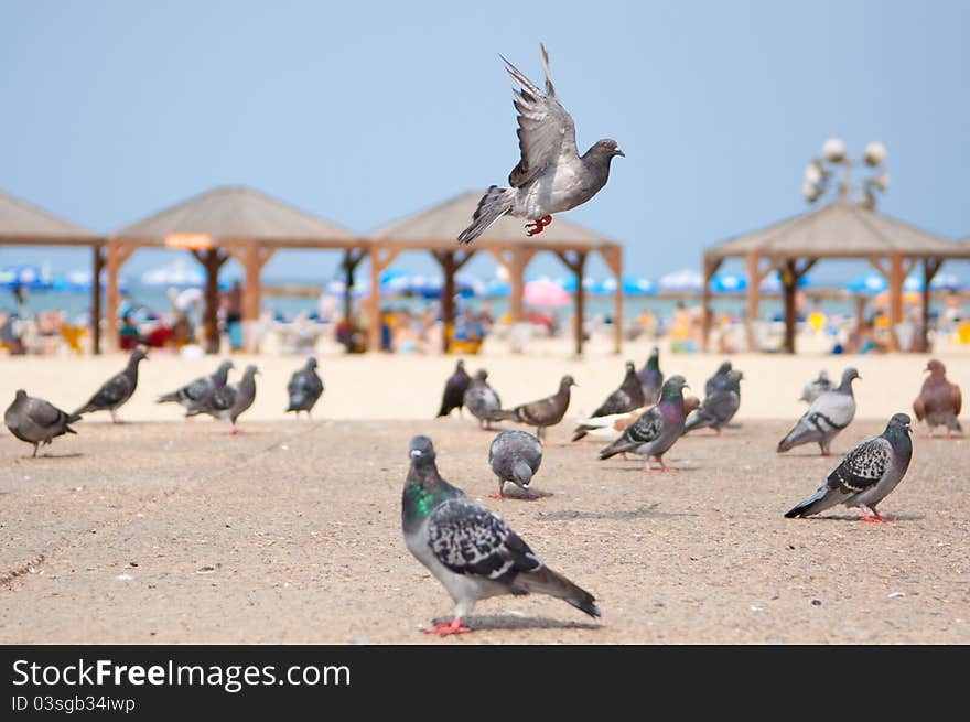 One fling pigeon and many others standing on the ground near to the beach. One fling pigeon and many others standing on the ground near to the beach.