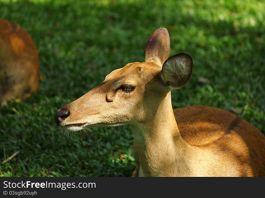 A female deer in the park of Thailand. A female deer in the park of Thailand