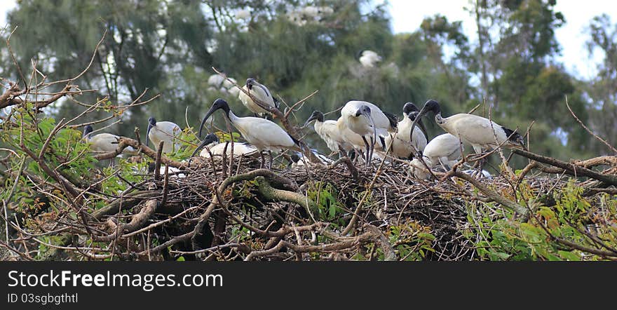 Australian White Ibis colony nesting