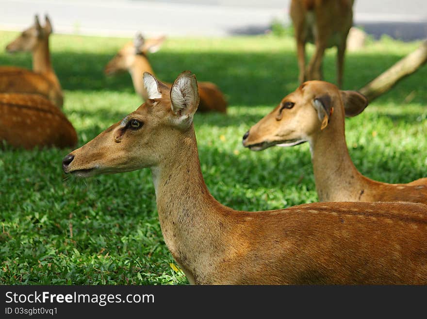 A deer park in Thailand