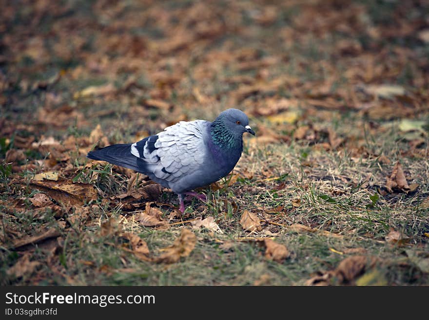 Pigeon